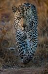 Leopard Seen Near Gorewada International Zoo Causes Scare in Nagpur
								